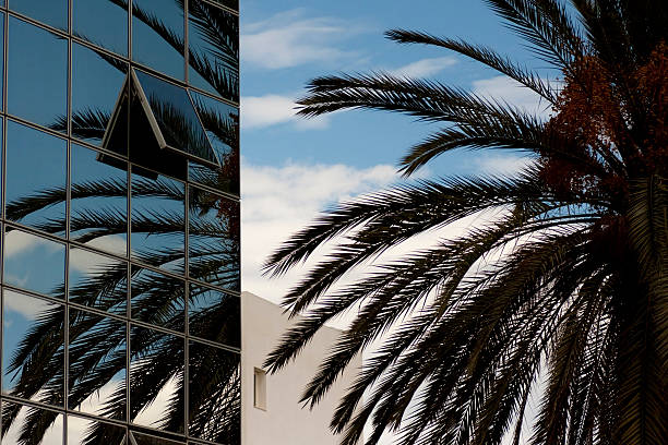 istock Palm in the city 152500837