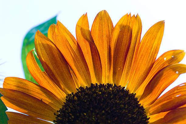 istock beautiful sunflower closeup 152500889