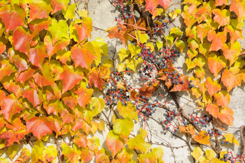 Grape-vine with colorful greenery growing on the wall of a building in the autumn sunlight