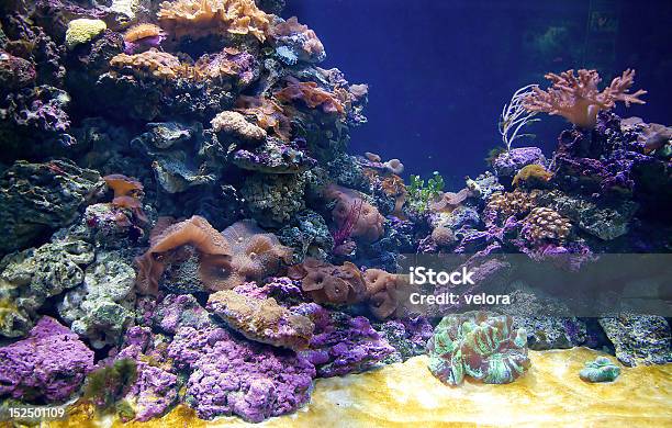 Coral Reef Foto de stock y más banco de imágenes de Actividades recreativas - Actividades recreativas, Acuario - Recinto para animales en cautiverio, Agua