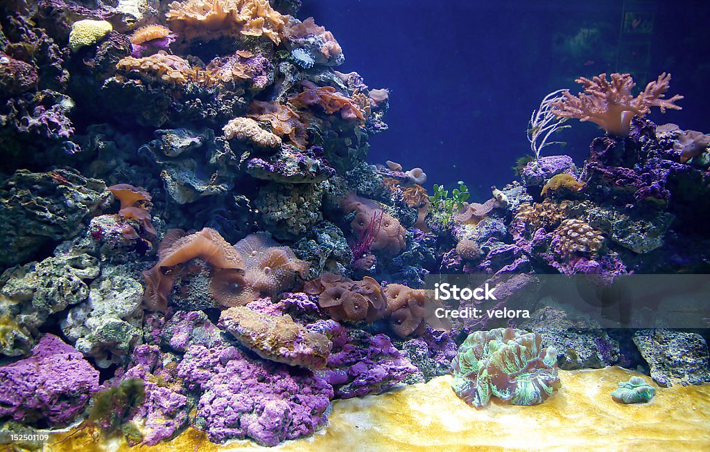 Corallina reef - Foto stock royalty-free di Acqua