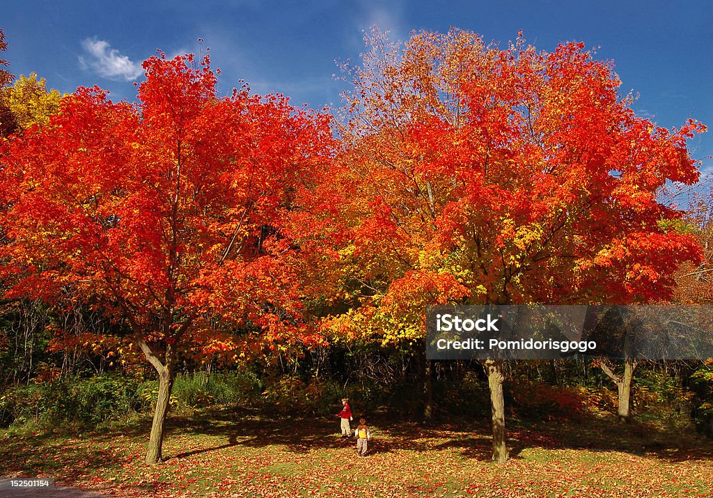 Zwei Kinder spielen unter der red trees - Lizenzfrei Baum Stock-Foto