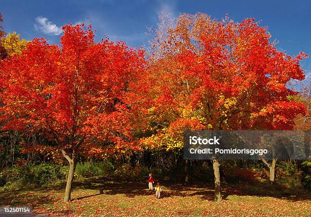 Zwei Kinder Spielen Unter Der Red Trees Stockfoto und mehr Bilder von Baum - Baum, Blatt - Pflanzenbestandteile, Blau