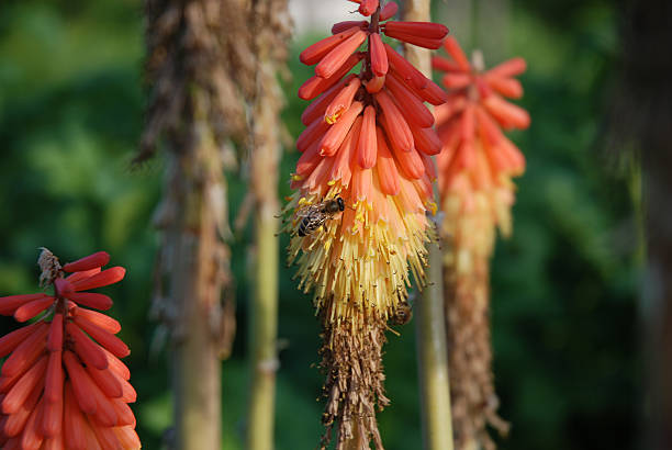 Lillies and a bee stock photo