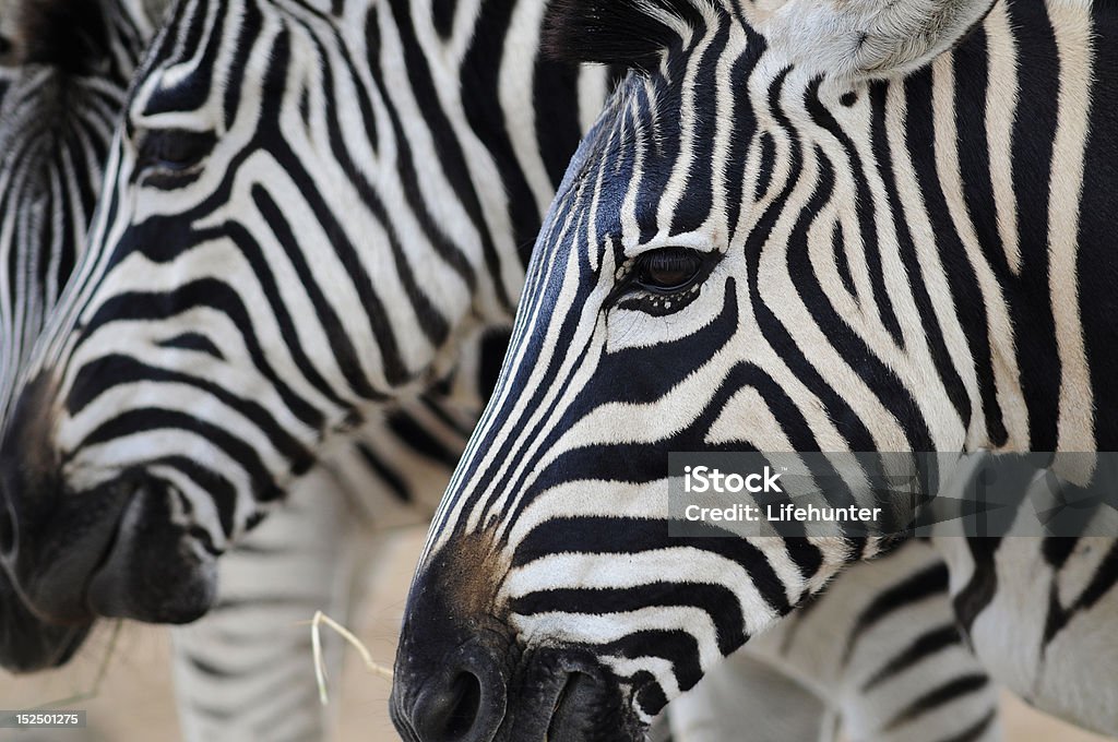 Zebra - Foto de stock de Alimentar royalty-free