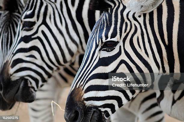 Foto de Zebra e mais fotos de stock de Alimentar - Alimentar, Animais de Safári, Animal