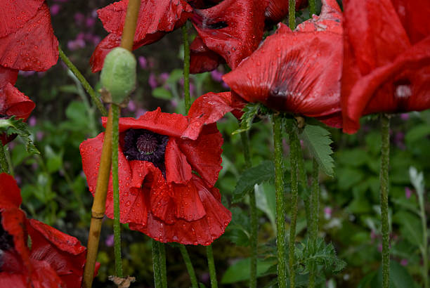 poppy in scotland stock photo