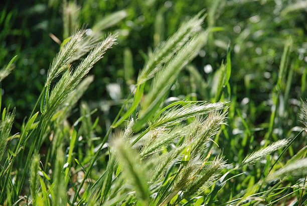 wheat stock photo