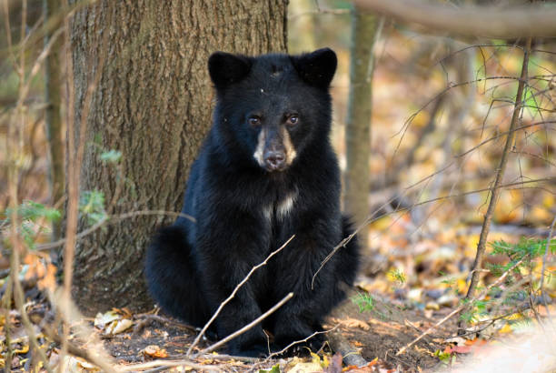 Bear Cub Black Bear cub sitting at base of a tree black bear cub stock pictures, royalty-free photos & images