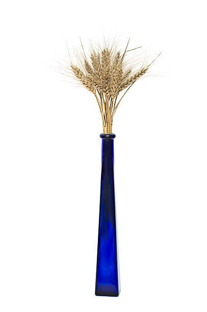 Bunch of wheat spikes in blue vase isolated on white