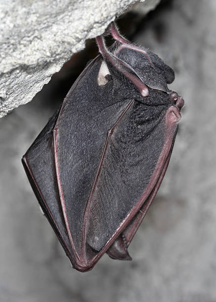 istock Ferrumequinum rhinolophus 152501662