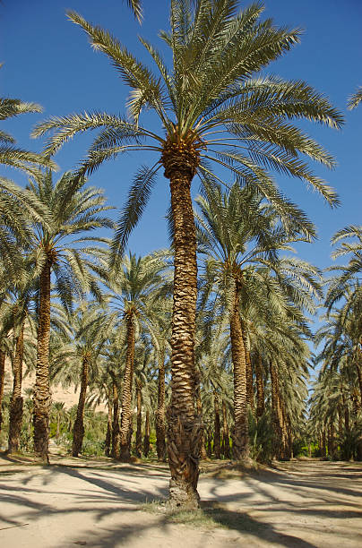 istock Date Palms in the Israel Desert 152501933