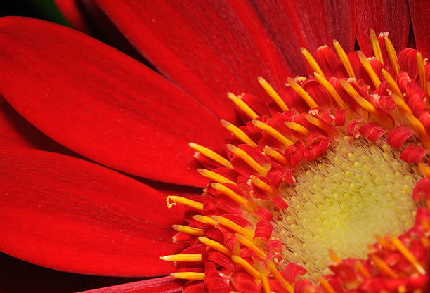 Red Gerbera flower close up background stock photo