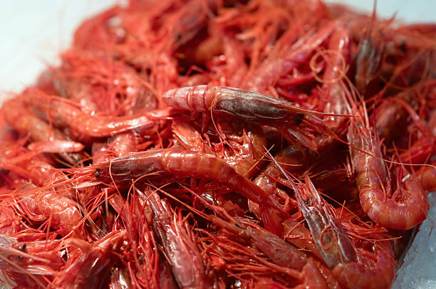istock Fresh Shrimp at Fish Market 152502011