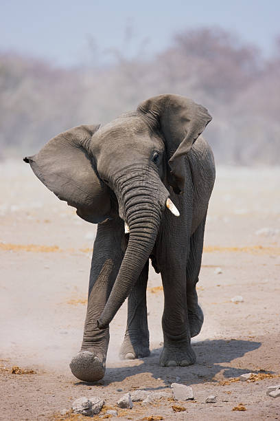 Young Elephant bull mock charging; Loxodonta Africana; Etosha