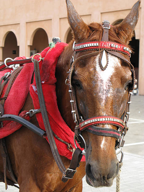 istock Unkempt Horse 152502296