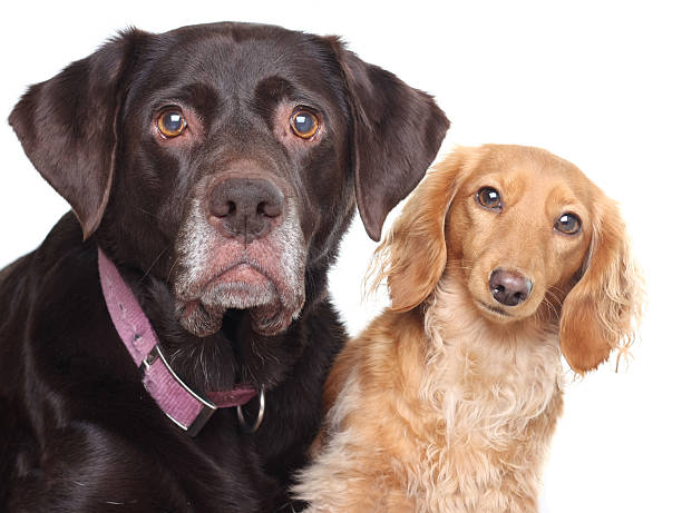 istock Dog friends 152502315