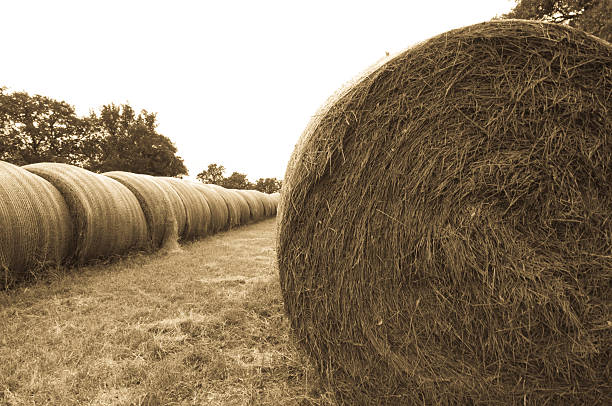 istock Hay bales after the autumn harvest 152502386