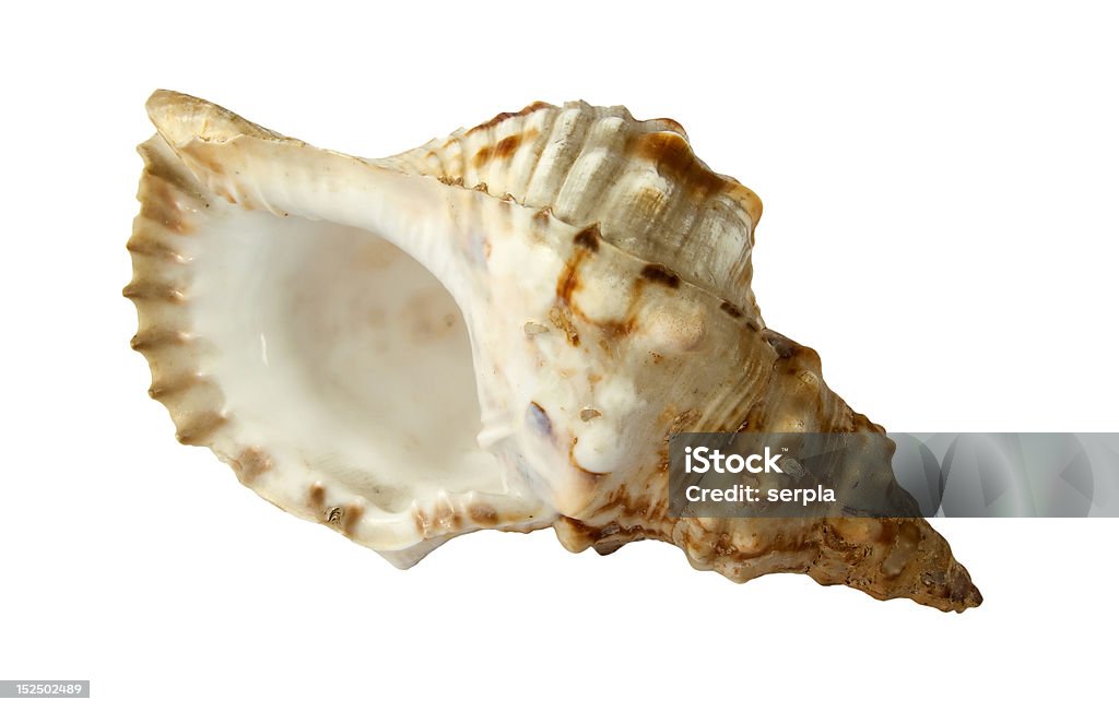 Beautiful See Shell Stock Photo - Download Image Now - Animal Shell ...