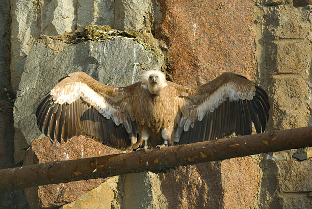 Vulture stock photo