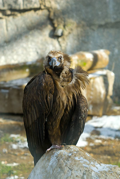 Vulture stock photo