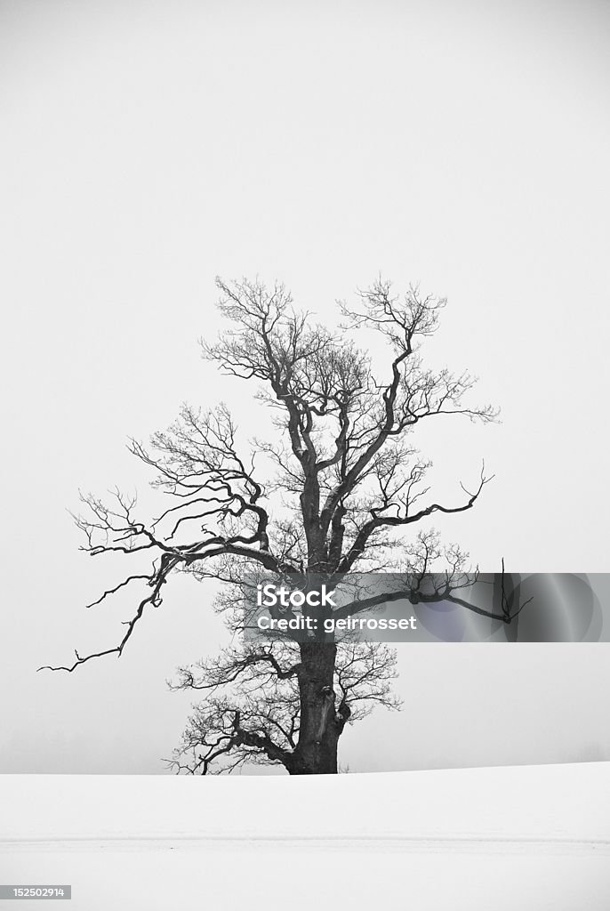 Grayscale tree on snow covered field Grayscale tree on snow covered field with ski tracks in front. Bare Tree Stock Photo