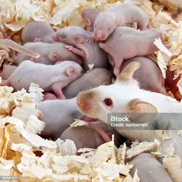 Foto de Bebê Mice e mais fotos de stock de Animal - Animal, Animal de estimação, Camundongo