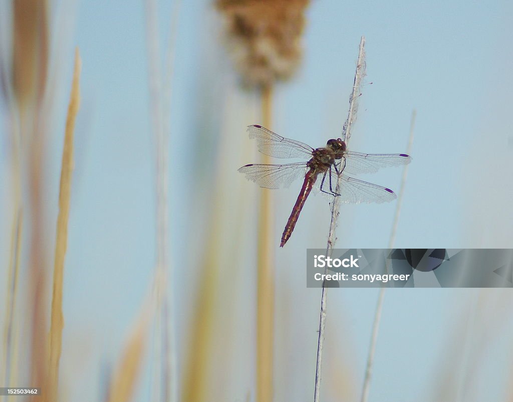 libellula - Foto stock royalty-free di Ala di animale