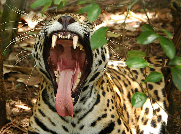 Yawning jaguar Yawning jaguar at the Belize Zoo predator teeth stock pictures, royalty-free photos & images