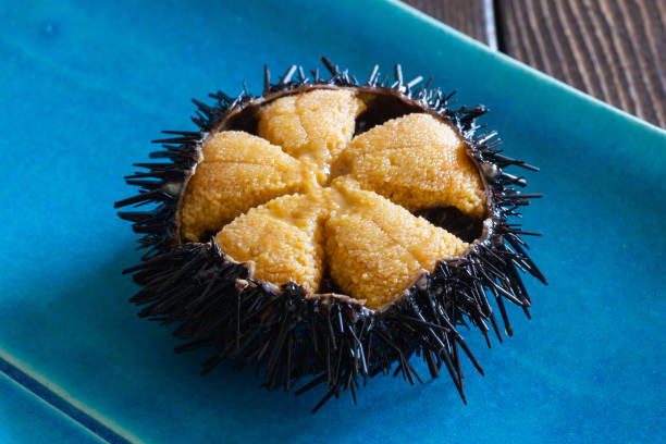 istock Sea urchin. Fresh sea urchin still in the shell. 1525038947