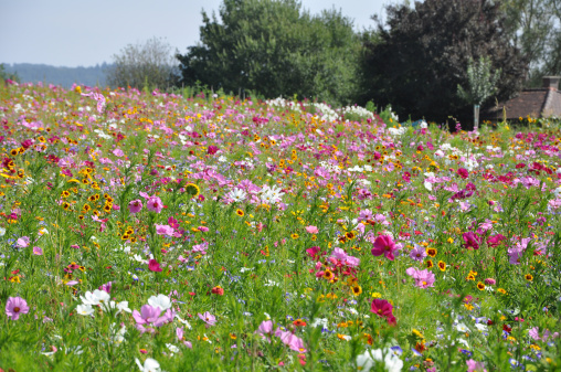 flower meadow in summer in switzerland near lake of constance