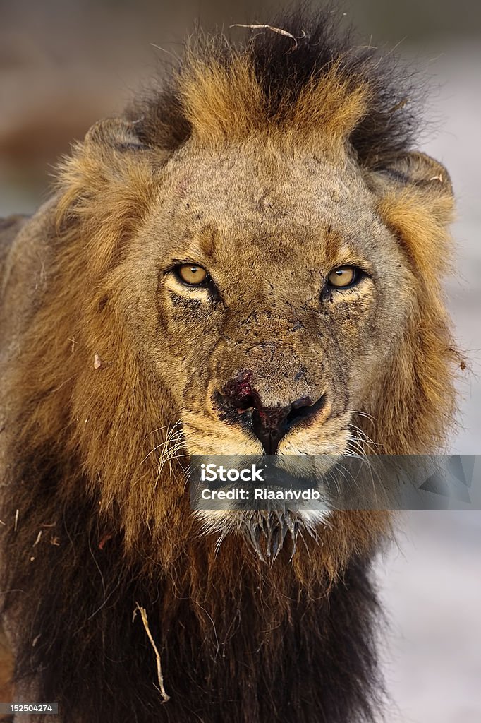 Mapogo Satan Male Lion portrait taken in greater kruger park Africa Stock Photo