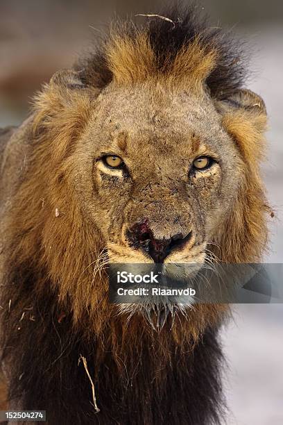 Mapogo Satan Stock Photo - Download Image Now - Africa, Alertness, Animal
