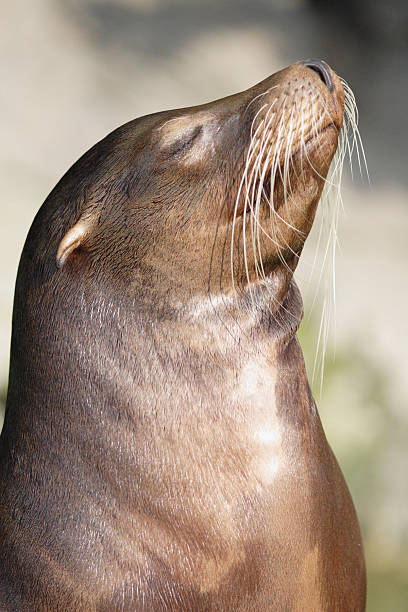 istock California Sea Lion sunbathing 152504403