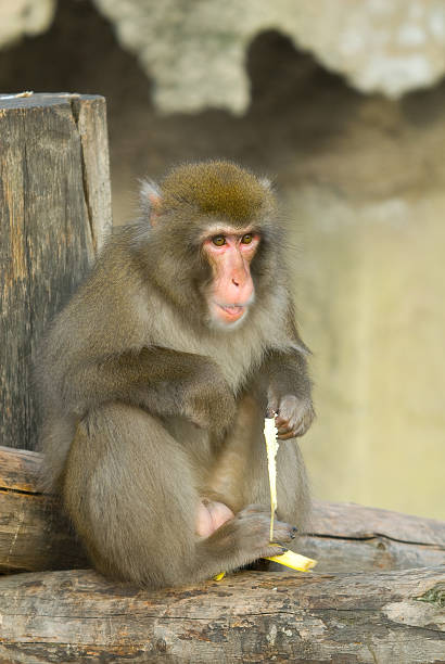 Monkey stock photo