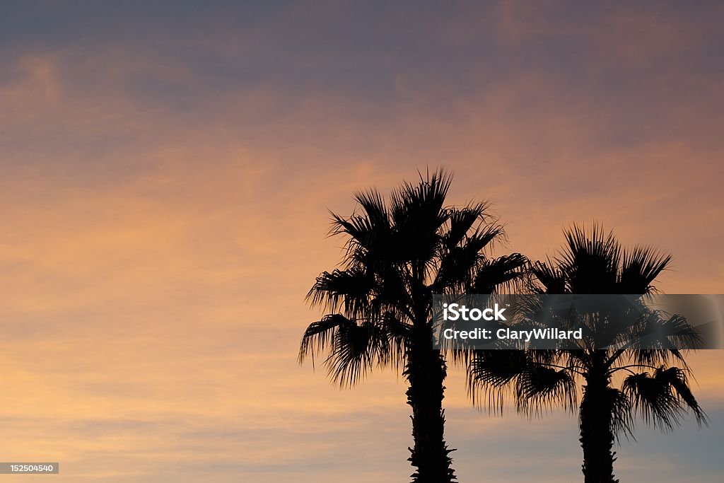 Zwei Palmen bei Sonnenuntergang - Lizenzfrei Arizona Stock-Foto