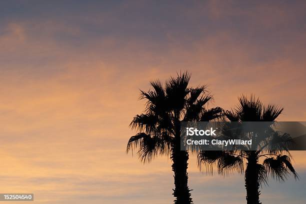 Zwei Palmen Bei Sonnenuntergang Stockfoto und mehr Bilder von Arizona - Arizona, Baum, Fotografie