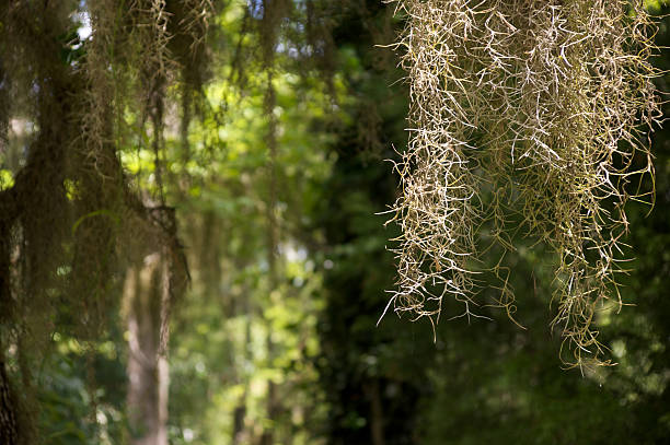 istock Closeup of Spanish Moss hanging from a tree in a swamp 152504696