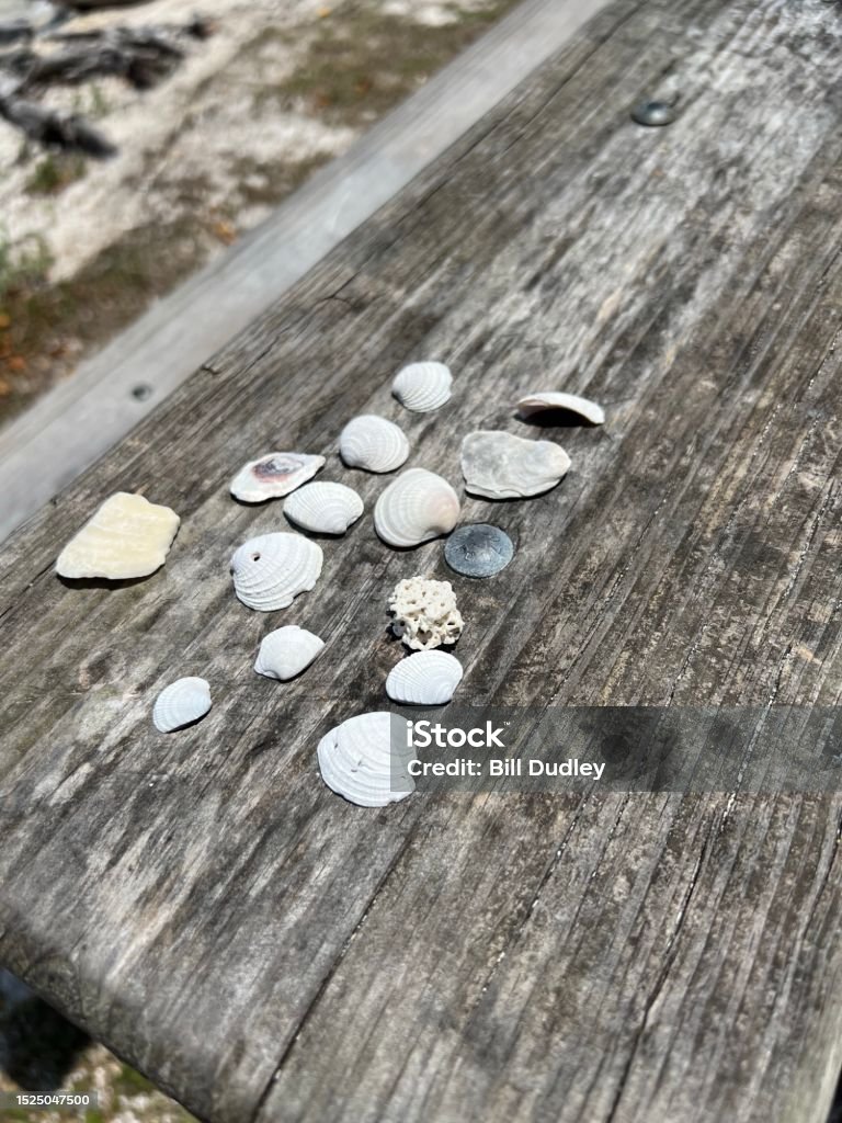 Bench Shells Sea Shells On A Weathered Bench Stock Photo - Download Image Now ...