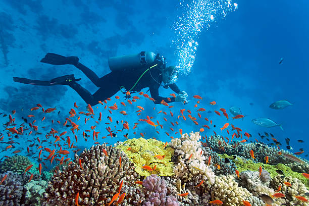 Diver under coral reef stock photo