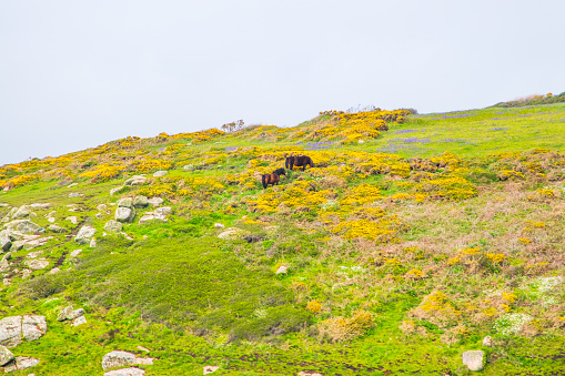 Wild ponies grazing on the cliffs near Penberth Cove, Cornwall
