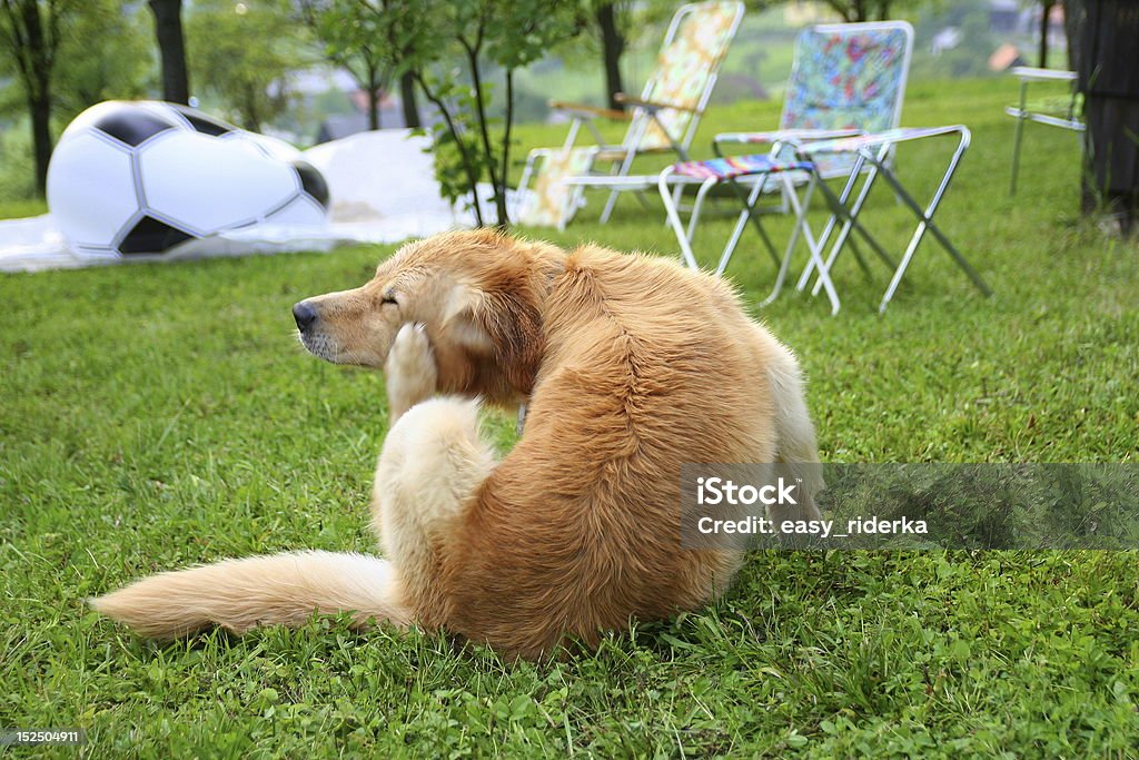 Kratzen Hund - Lizenzfrei Kratzen Stock-Foto