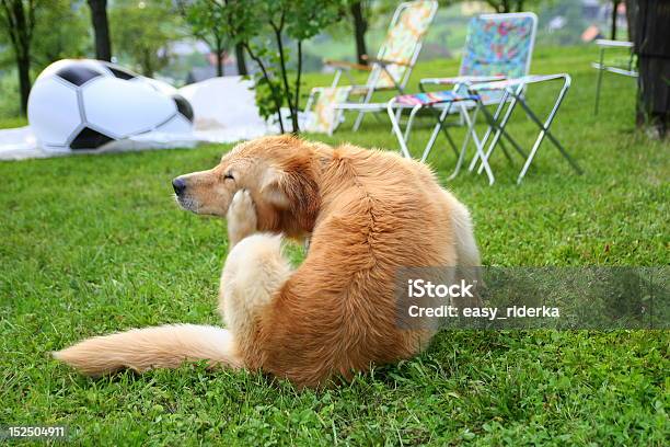 Scratching Dog Stock Photo - Download Image Now - Scratching, Dog, Golden Retriever