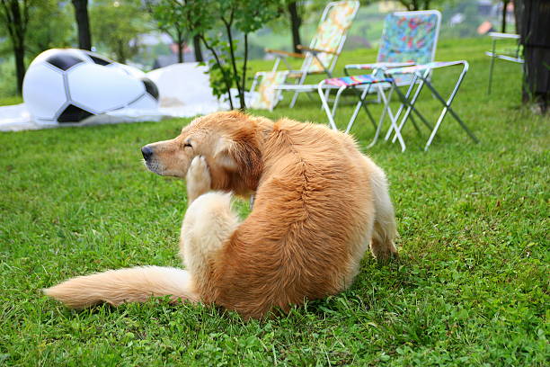 чесать собака - field dog retriever green стоковые фото и изображения