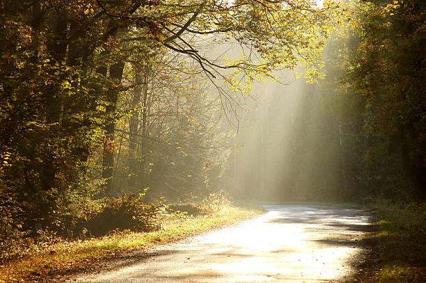 istock Country road through a misty forest at dawn 152504918