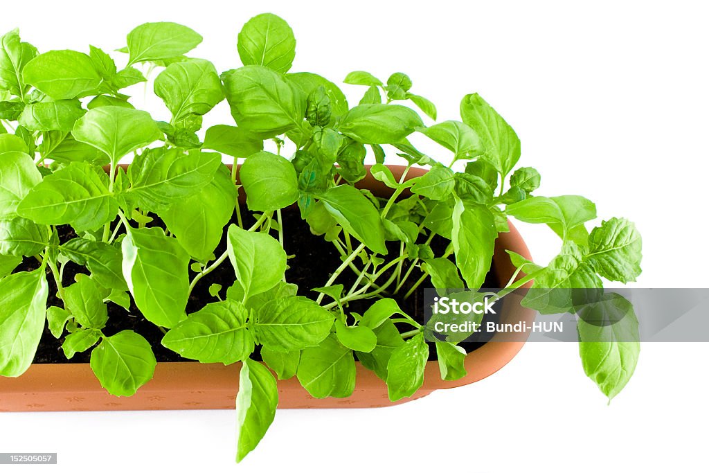 basil in a tile herb in a tile Basil Stock Photo