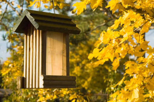 Cedar bird feeding station hanging in the golden autumn trees