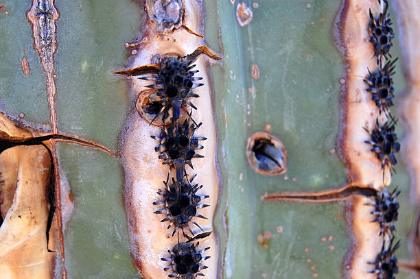 istock Close up of a Sagauro Cactus 152505327