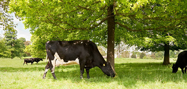 Black and white friesan cows grazing in the meadow on a summer day in rural england.