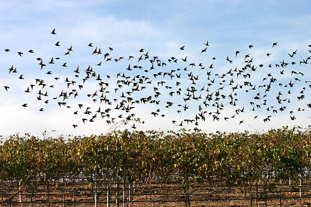 Dense Flock of Birds over Vinyard stock photo